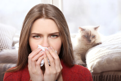 Alergia a los gatos: cómo tratarla