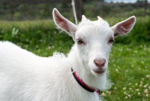21 animales herbívoros