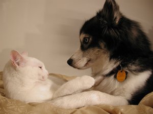 Uso de anticonceptivos en perras y gatas