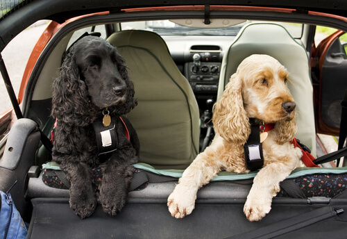 Viajar con arnés cinturón seguridad para perros