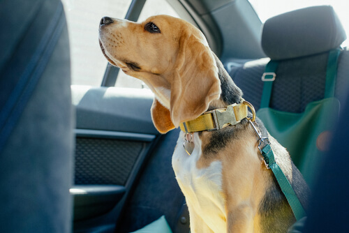 Arnes cinturón seguridad vial perros