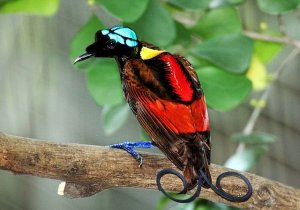 6 aves más impresionantes