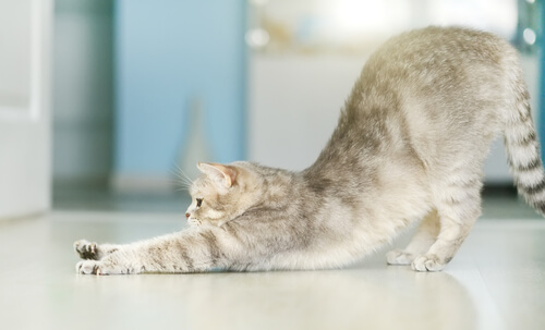 Gato haciendo ejercicio