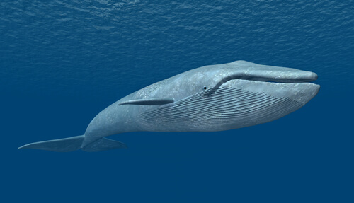 La ballena azul: el ser vivo más grande