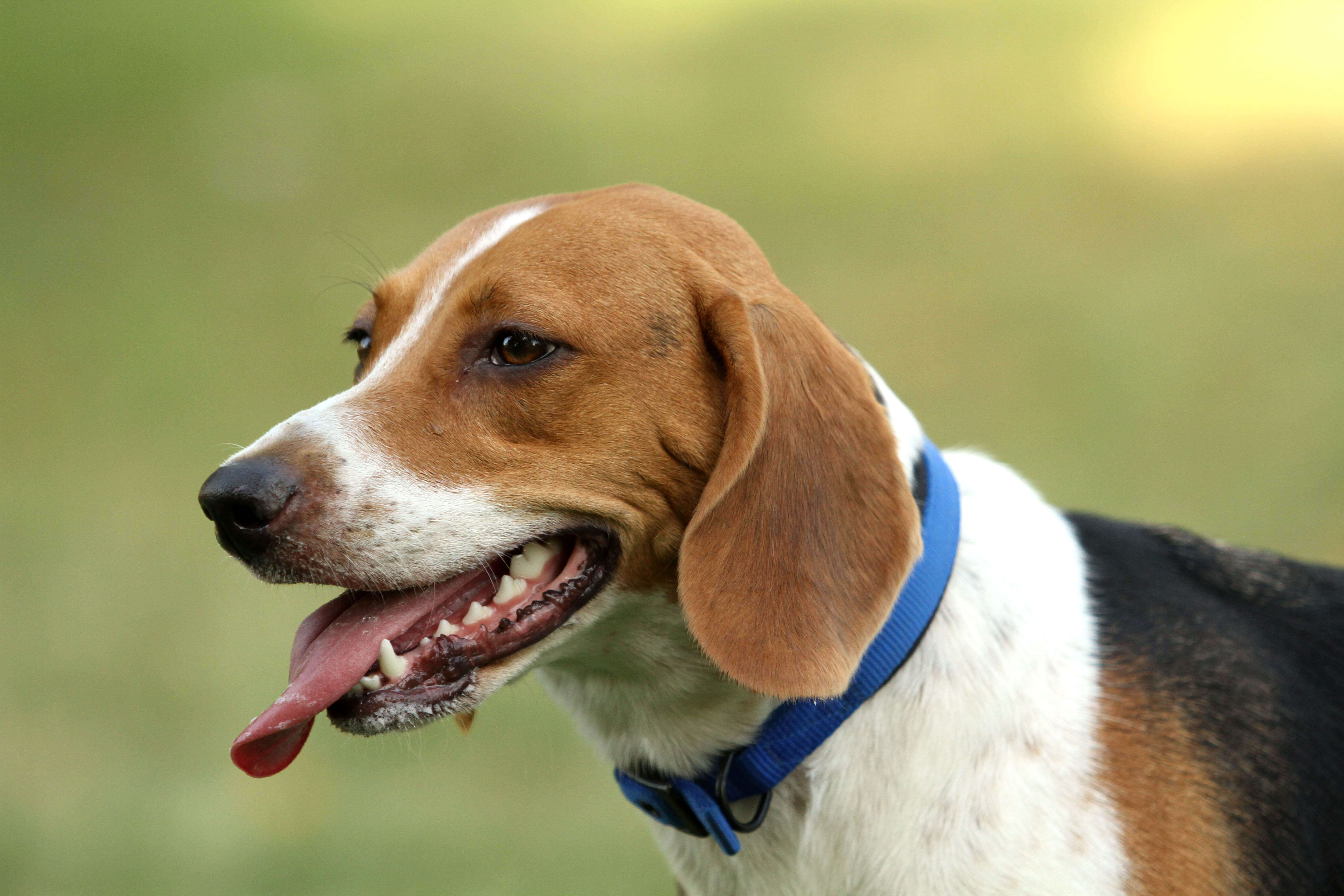 Beagle harrier: cuidados y ejercicio