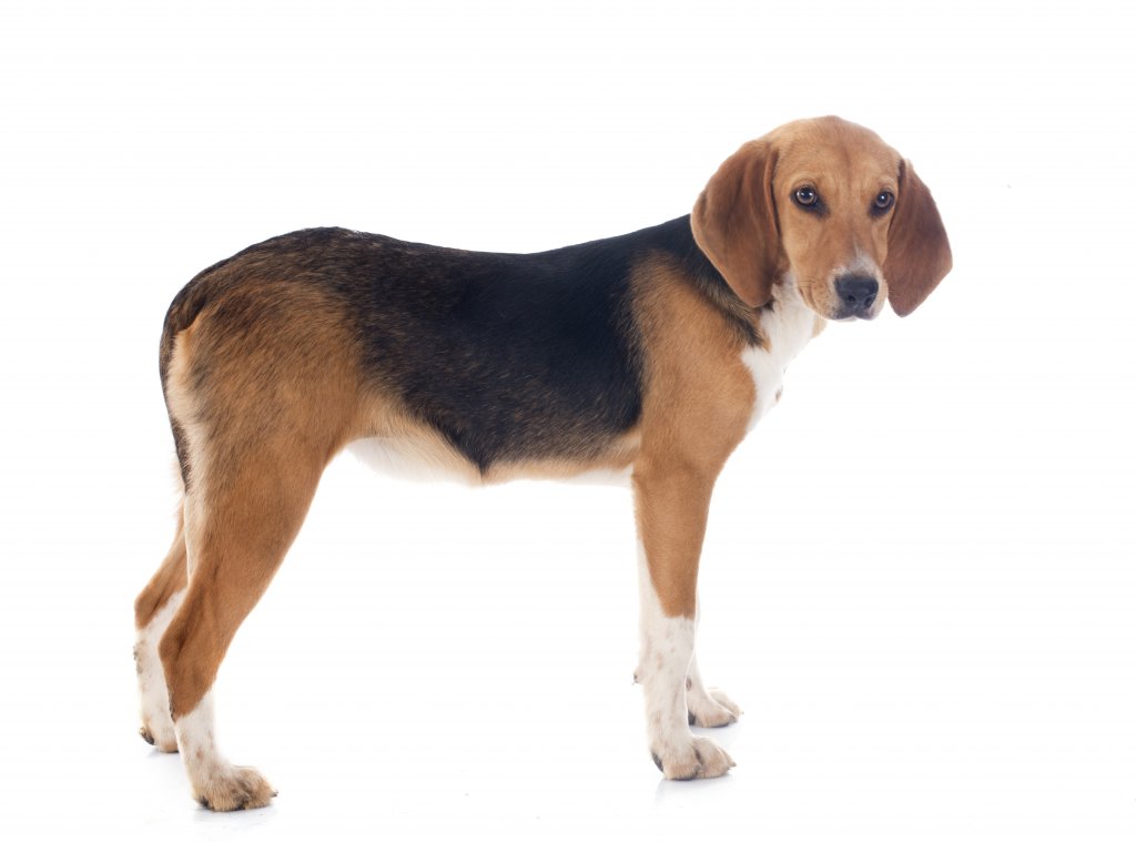 El Harrier, un perro de caza histórico