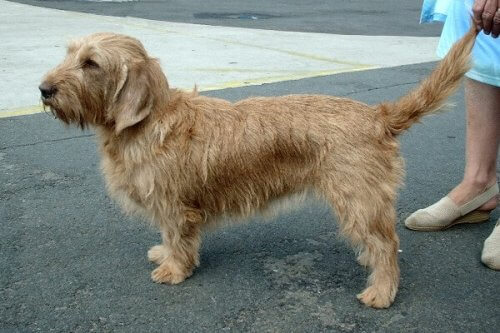 Basset leonado de Bretaña: un campeón del rastreo