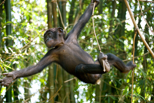 Mono bobono en la rama