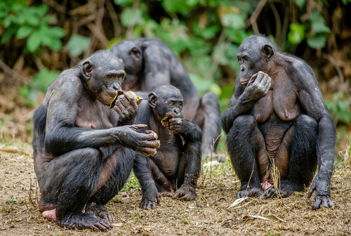Monos bonobo