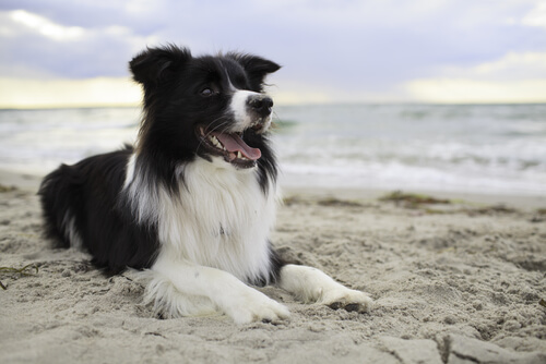 Border collie allongé sur le sable.