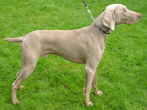 Perro braco de weimar