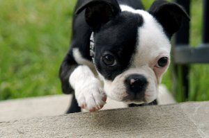 Síndrome del cachorro debilitado: cuidado con la deshidratación