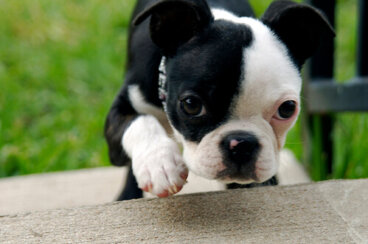 Síndrome del cachorro debilitado: cuidado con la deshidratación