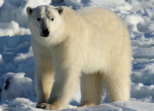 Efectos del cambio climático en los osos polares