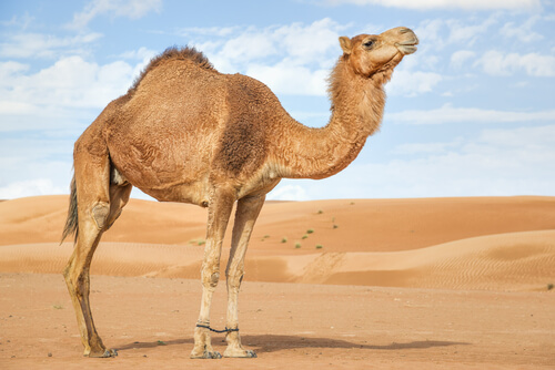 Camello de Arabia: características, comportamiento y hábitat