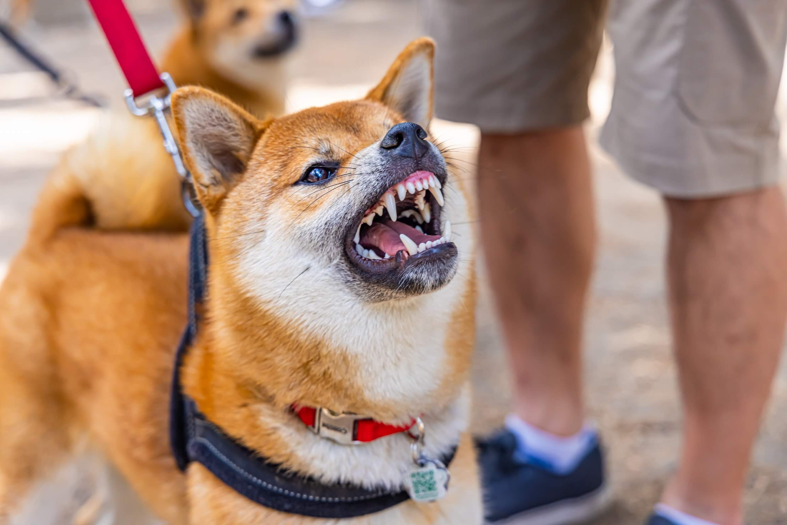 Causas de un perro agresivo