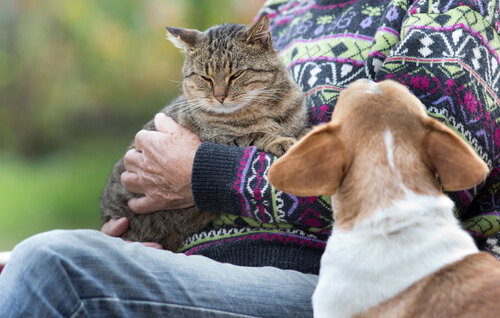 cat and dog with their owner