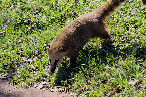 Coati caminando