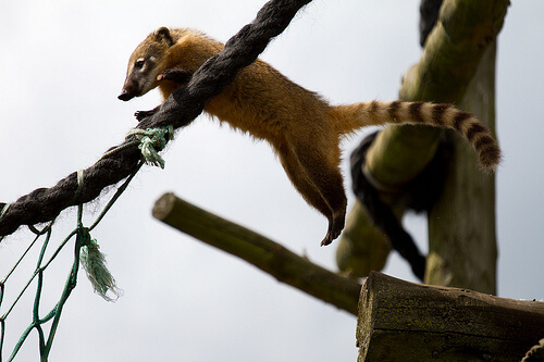 Coati saltando