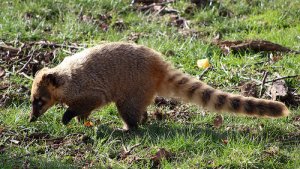 Coatí: características, comportamiento y hábitat