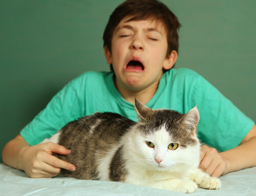 Consejos sobre cómo combatir la alergia a los gatos