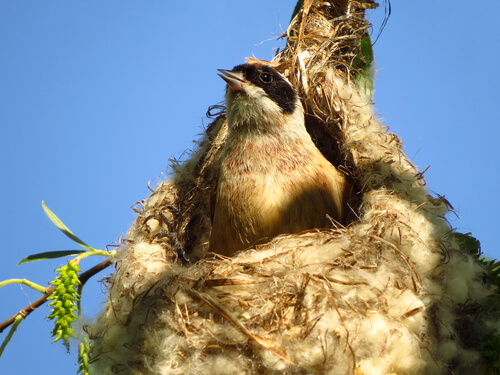 ¿Cómo hacen su nido las aves?