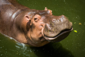 ¿Cómo transpiran los animales?