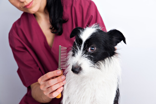 Consejos para el cuidado del pelaje en los perros