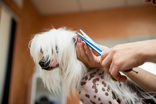 Cortarle el pelo largo al perro