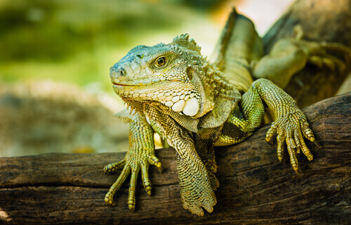 La iguana es un animal herbívoro.