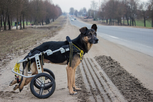 Cuidados de un perro paralítico