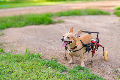 Cuidados de un perro parapléjico