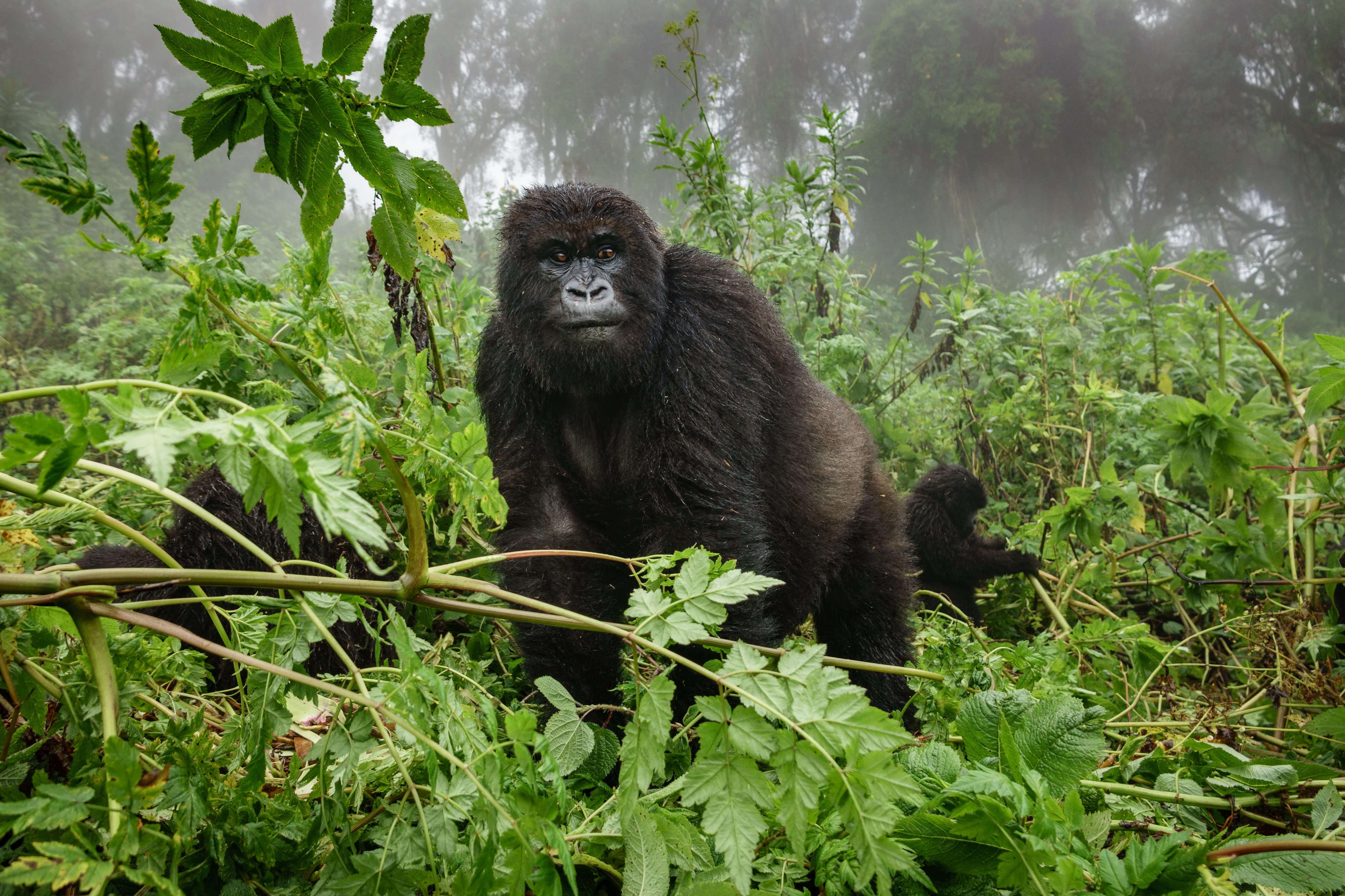 Dian Fossey gorilas