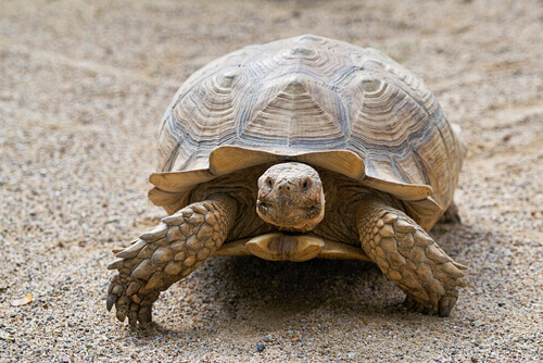 La tortuga es un animal omnívoro.