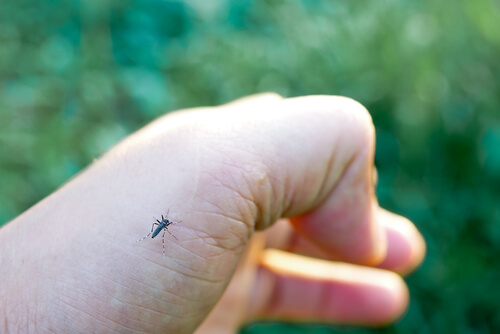 A mosquito on a hand.