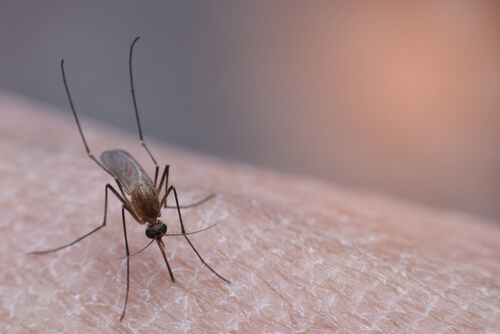 Enfermedades de picaduras de mosquitos: síntomas