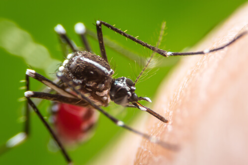 ¿Qué enfermedades transmiten los mosquitos?