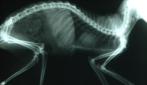 A cat's skeleton.