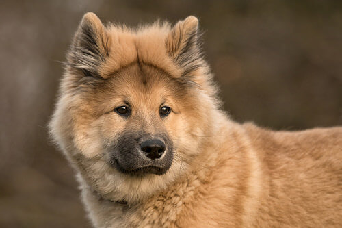 Eurasier, un perro cruce del chow-chow