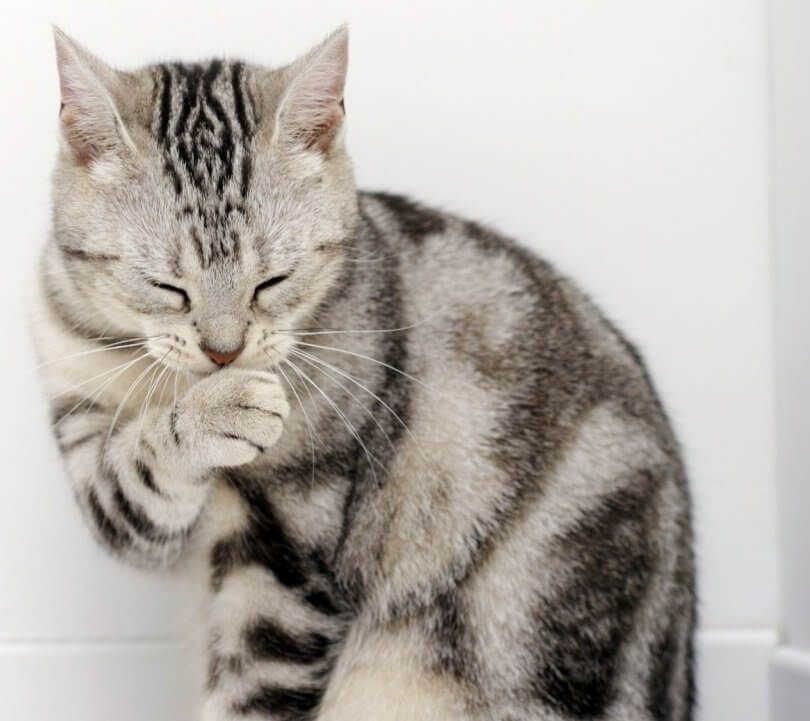 Gato american wirehair: comportamiento
