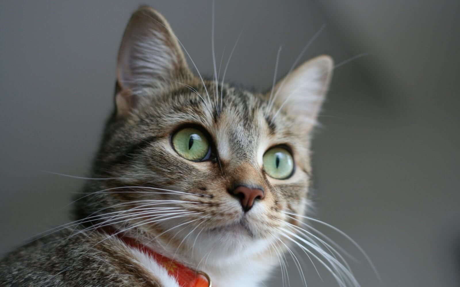 Gato american wirehair - Mis Animales