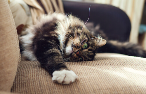 Gato araña sofá