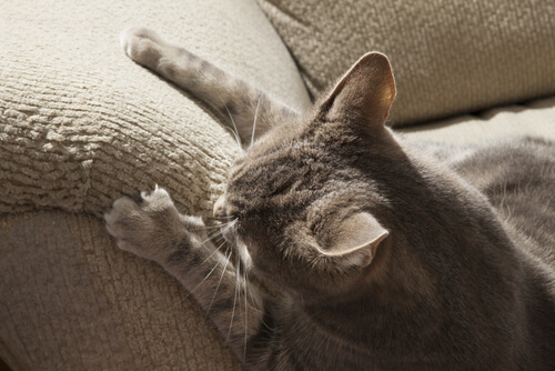 Gato araña casas