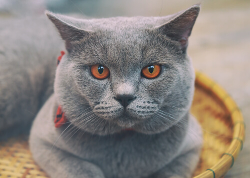 A Chartreux gray cat.
