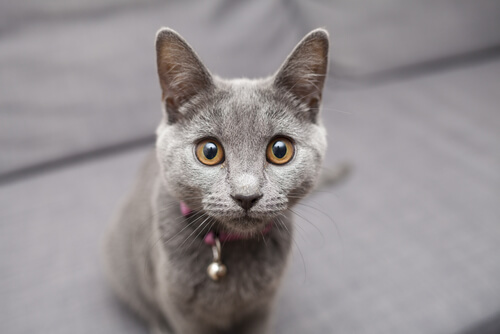 Gato cartujo o chartreux caracter