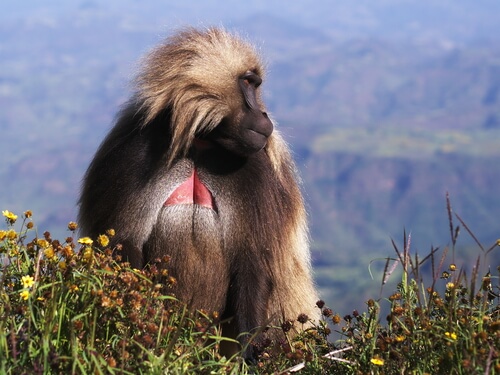 Simio gelada