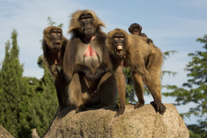 Gelada: características, comportamiento y hábitat