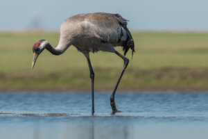 Grulla común: características, comportamiento y hábitat