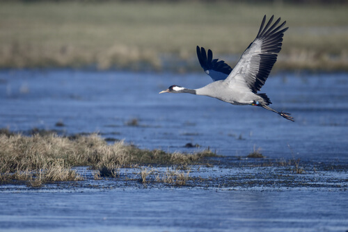 Grulla común: comportamiento
