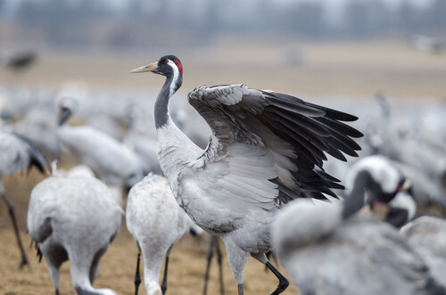 Grulla común: habitat